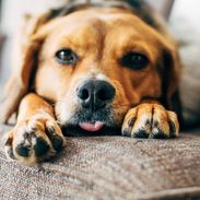 Sage laying on the couch.