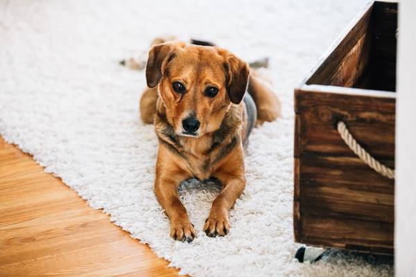Dog laying on a carpet.
